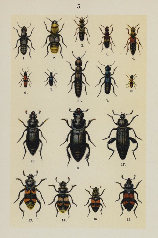 Tallerken fra The Young Beetle-Collectors Handbook (chromolitho) af German School