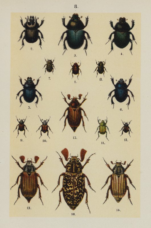 Tallerken fra The Young Beetle-Collector