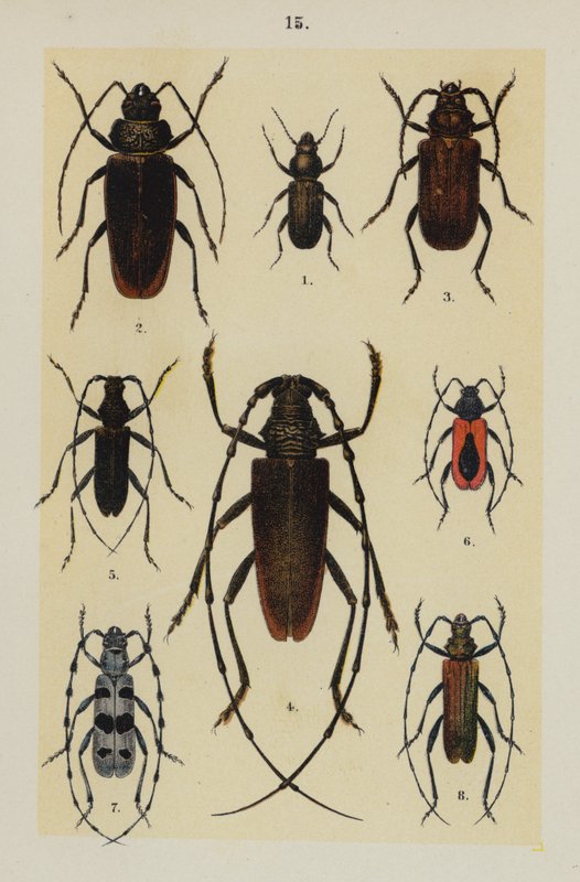 Tallerken fra The Young Beetle-Collectors Handbook (chromolitho) af German School