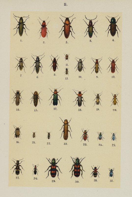 Tallerken fra The Young Beetle-Collectors Handbook (chromolitho) af German School
