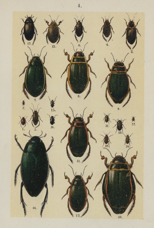 Tallerken fra The Young Beetle-Collector