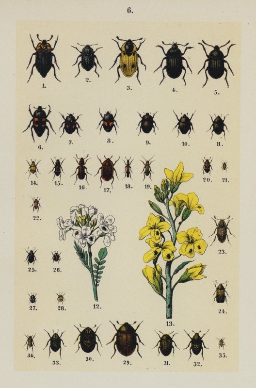 Tallerken fra The Young Beetle-Collectors Handbook (chromolitho) af German School
