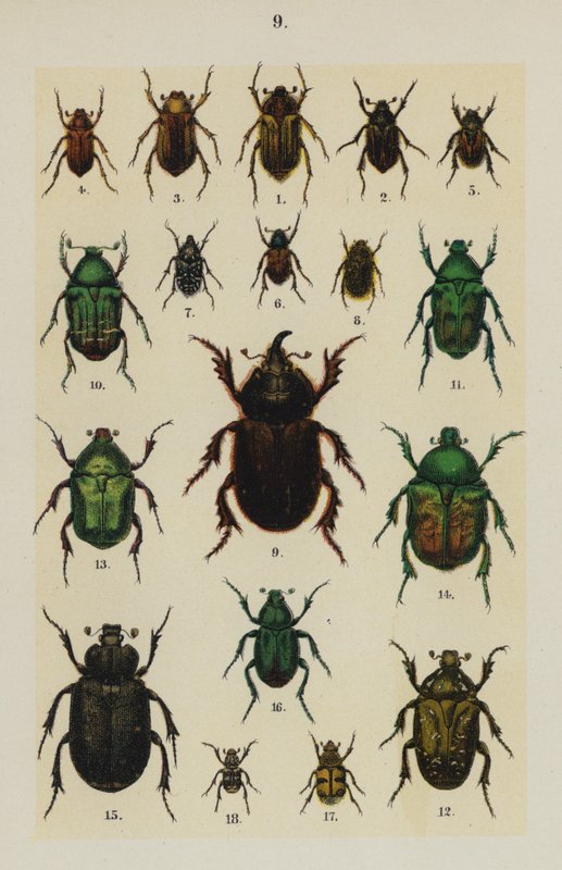 Tallerken fra The Young Beetle-Collector