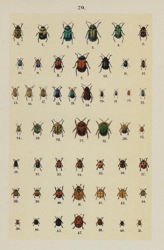 Tallerken fra The Young Beetle-Collectors Handbook (chromolitho) af German School