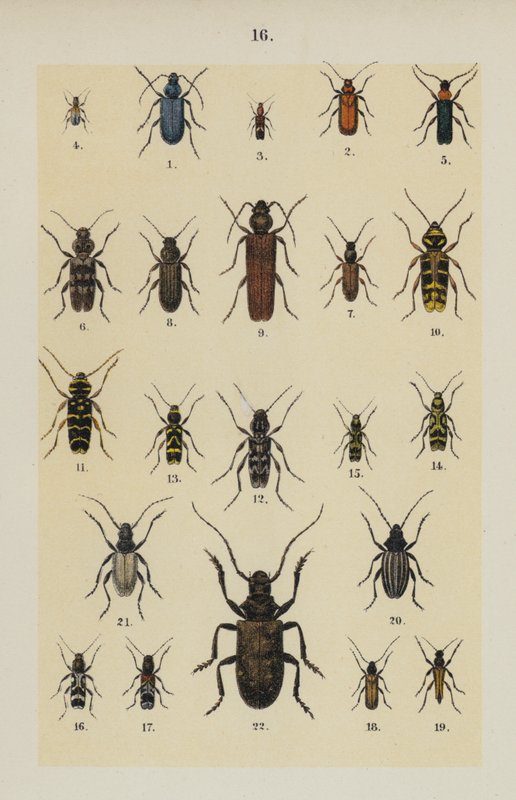 Tallerken fra The Young Beetle-Collector