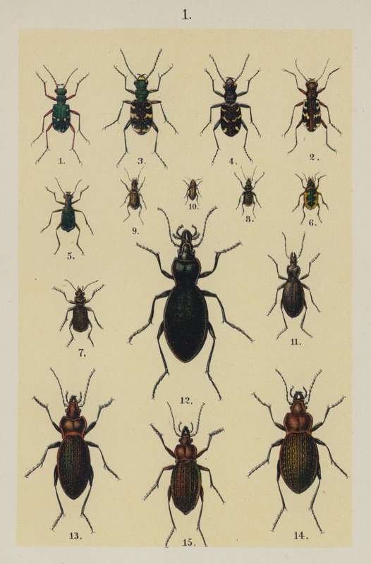 Tallerken fra The Young Beetle-Collectors Handbook (chromolitho) af German School