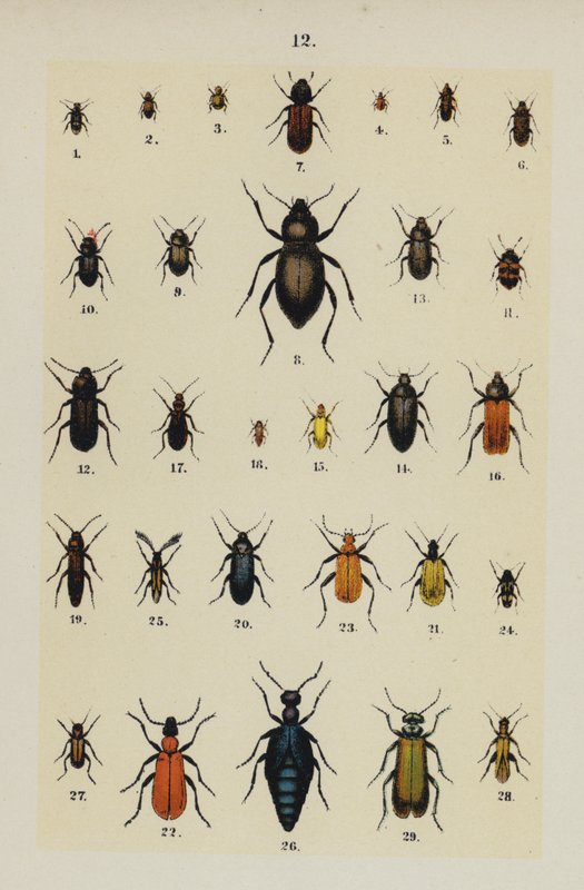 Tallerken fra The Young Beetle-Collectors Handbook (chromolitho) af German School