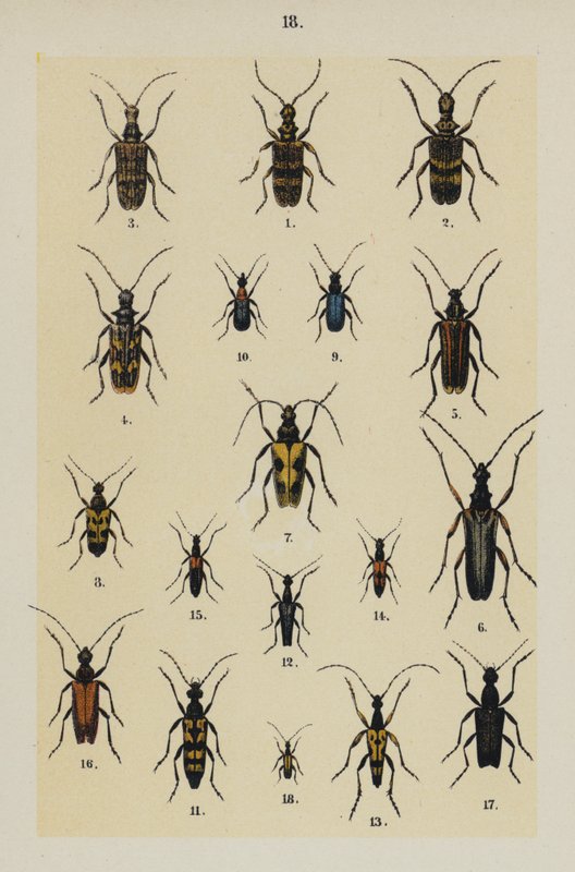 Tallerken fra The Young Beetle-Collector