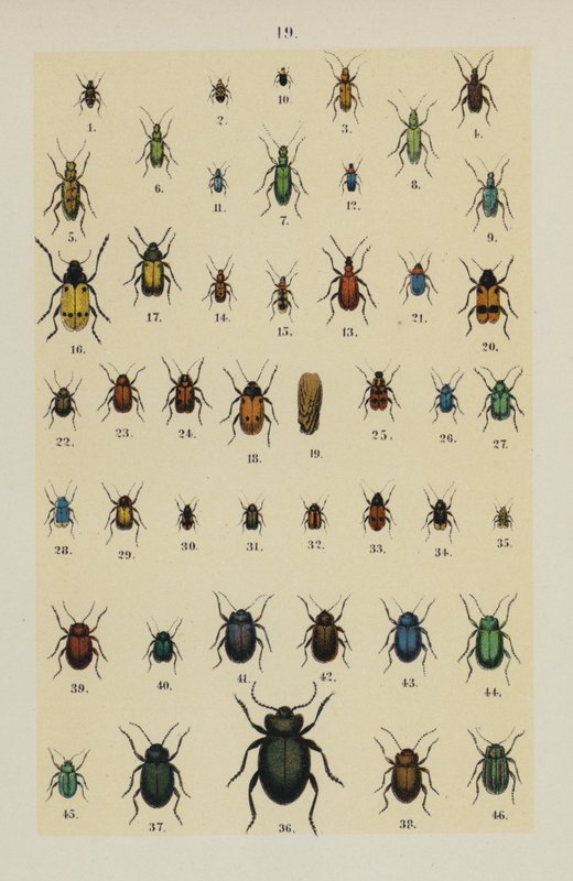 Tallerken fra The Young Beetle-Collectors Handbook (chromolitho) af German School