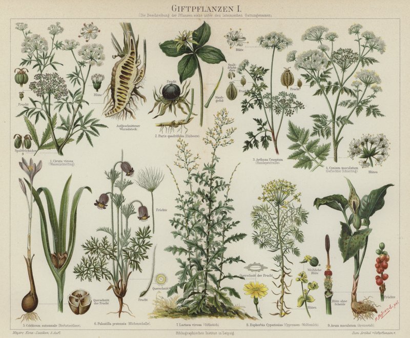 Giftige planter (farve litho) af German School