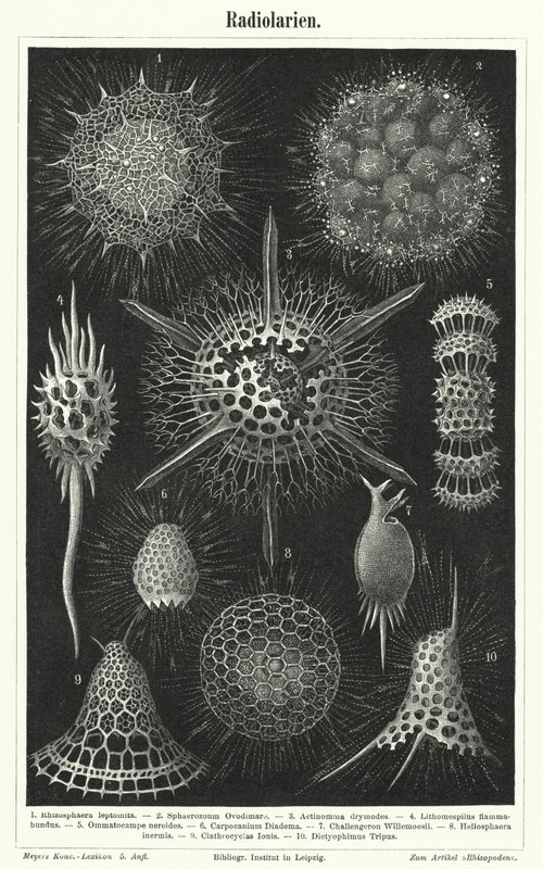 Radiolaria (gravering) af German School