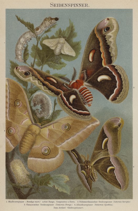 Silkmoths af German School