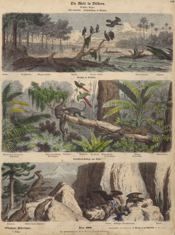 Sydamerika: flodmunding i Guyana; jungle i Brasilien; Chilenske Andesbjerge (farvet gravering) af German School