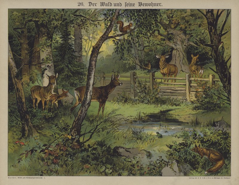Dyreliv (farve litho) af German School