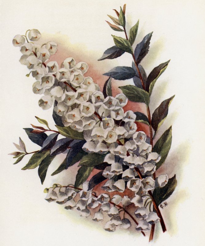 Andromeda Beautiful v Cassinefolia af Gertrude Hamilton