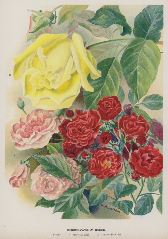 Udestue Roser af Gertrude Hamilton