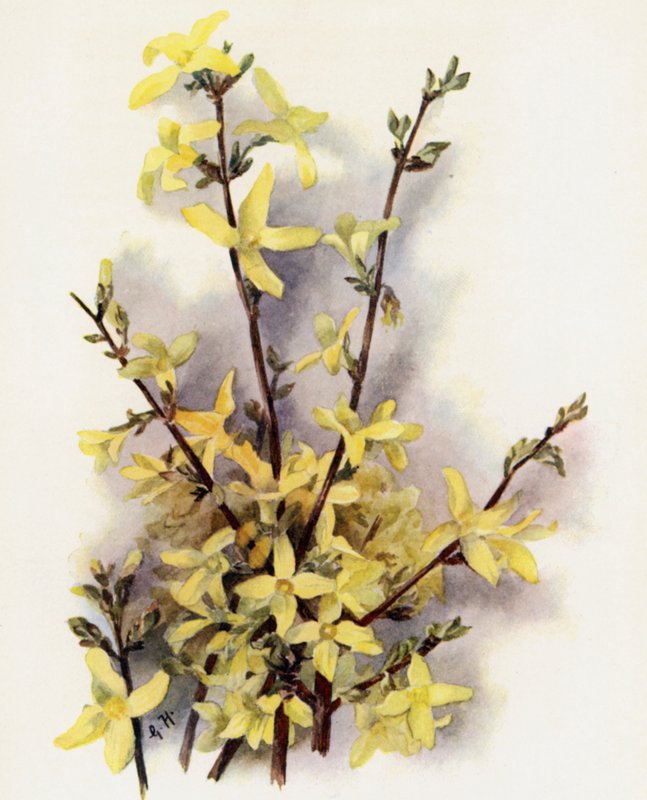 Forsythia Suspensa af Gertrude Hamilton