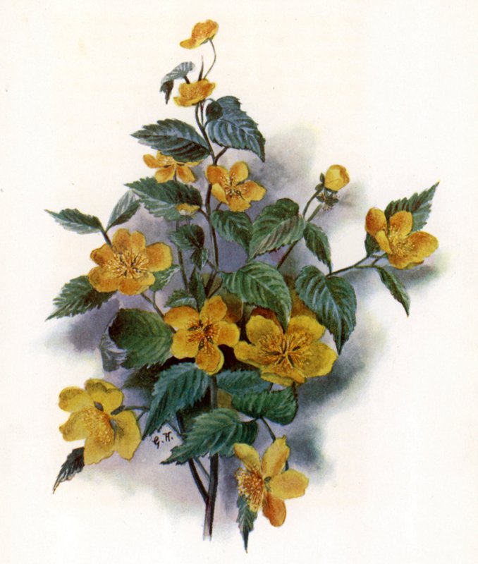 Kerria Japanica af Gertrude Hamilton