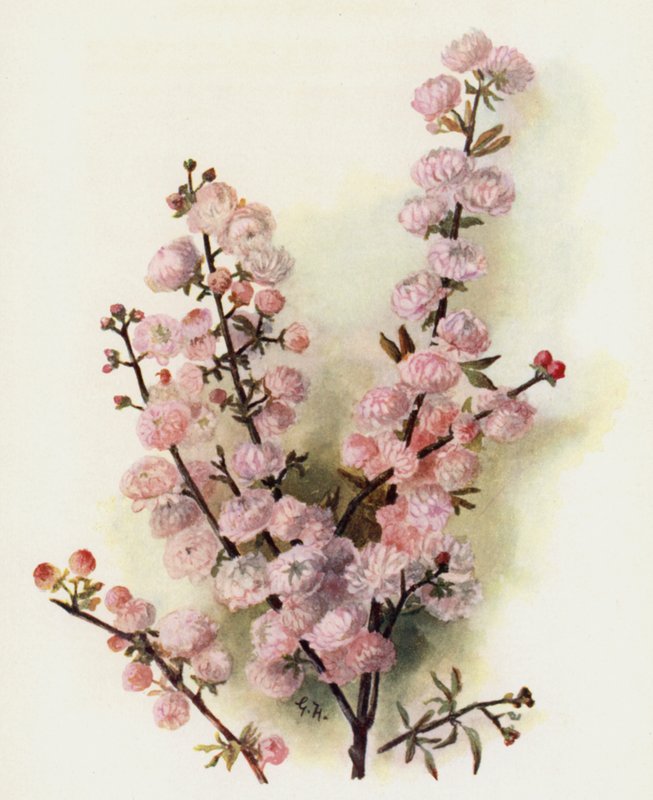 Prunus Sinensis Rosea Plena af Gertrude Hamilton