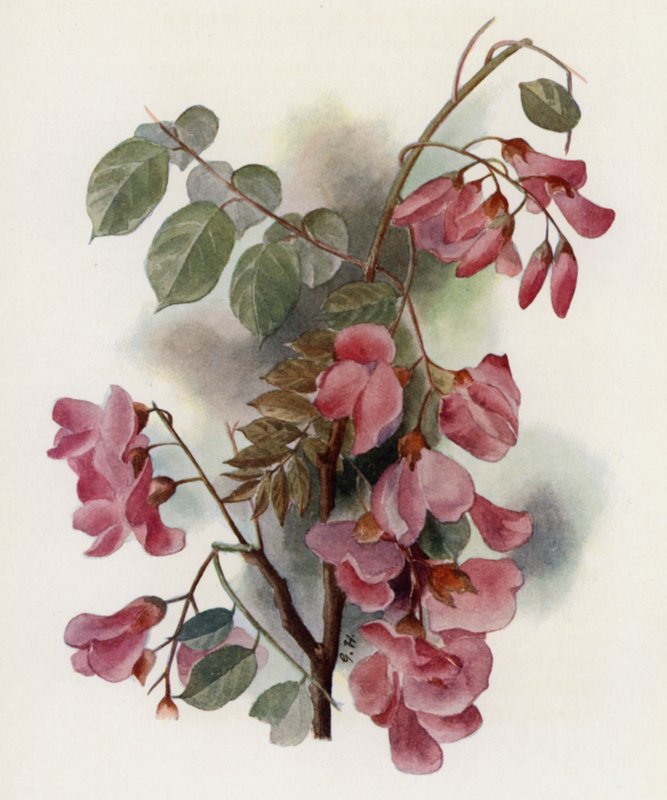Robinia Hispida af Gertrude Hamilton