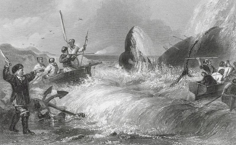 Hvalen på land (kobberstik) af H. Melville