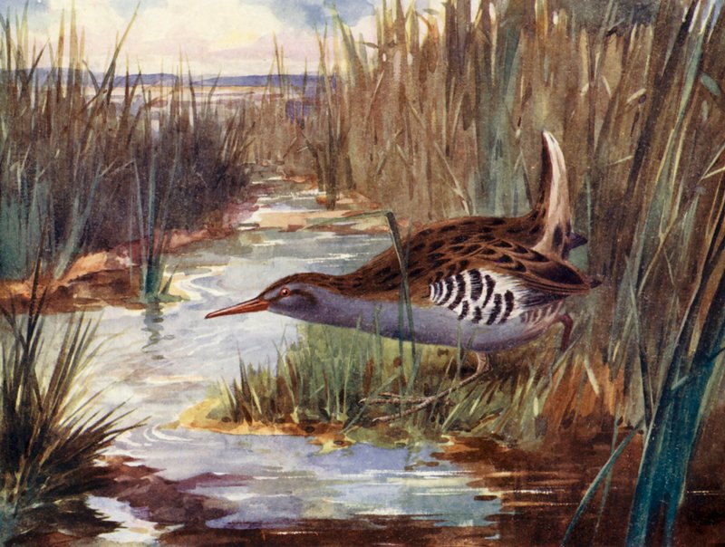 Vandskinne (farvelitografi) af H. Wormald