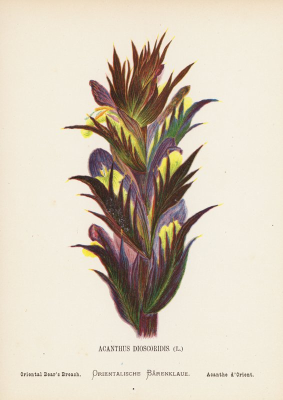 Vilde blomster i det hellige land: Acanthus Dioscoridis; Orientalsk bjørnekløft (koloreret stik) af Hannah Zeller