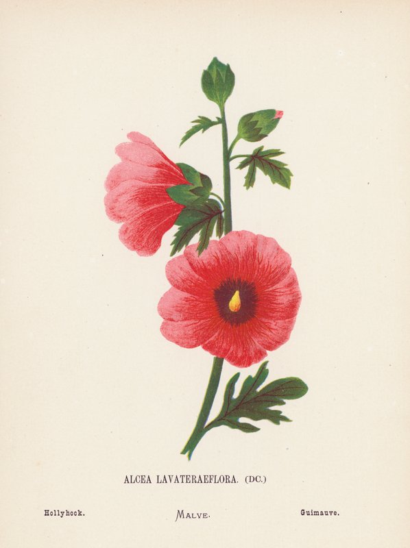 Vilde blomster i det hellige land: Alcea Lavateraeflora; stokrose (koloreret stik) af Hannah Zeller