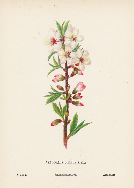 Vilde blomster i Det Hellige Land: Amygdalus Communis; Mandel (koloreret stik) af Hannah Zeller