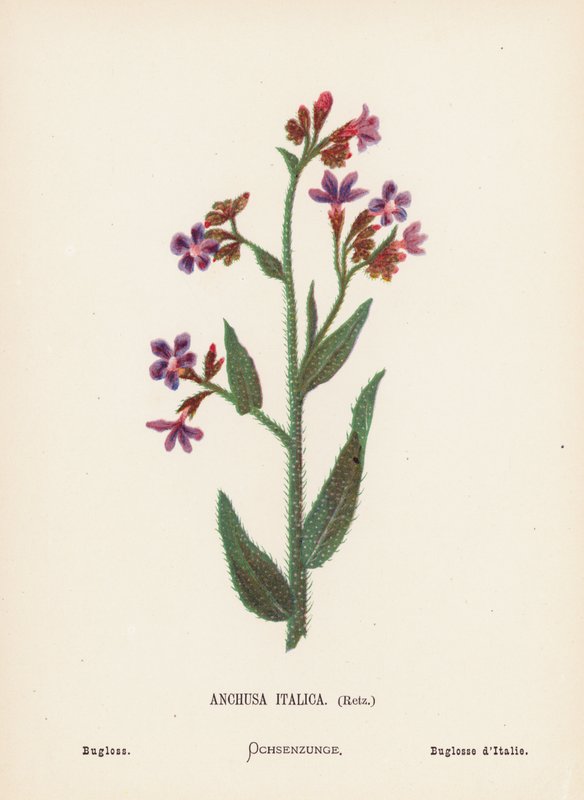 Vilde blomster i det hellige land: Anchusa Italica, Retz; Bugloss (koloreret kobberstik) af Hannah Zeller