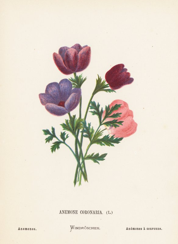 Vilde blomster i det hellige land: Anemone Coronaria; Anemoner (farvet stik) af Hannah Zeller