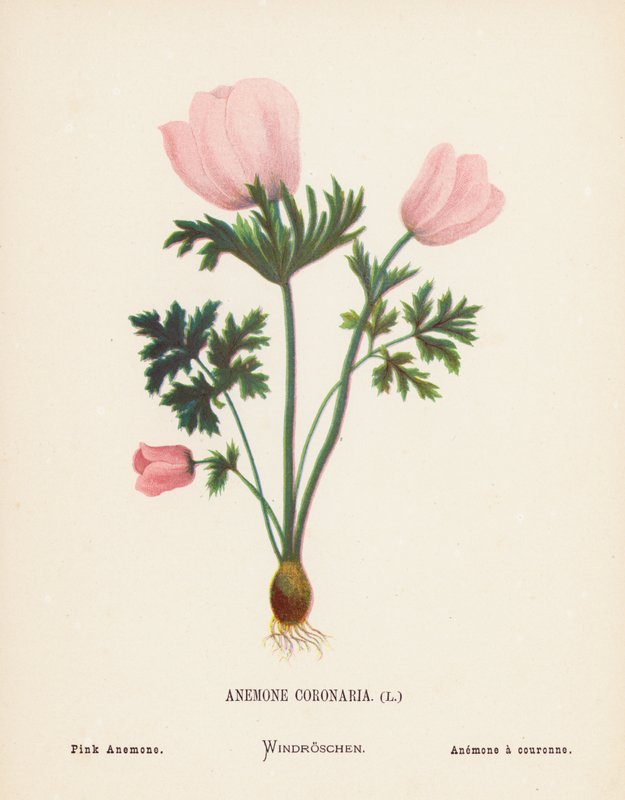 Vilde blomster i det hellige land: Anemone Coronaria; Lyserød anemone (farvelagt gravering) af Hannah Zeller