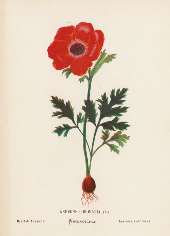 Vilde blomster i det hellige land: Anemone Coronaria; Scarlet Anemone (koloreret gravure) af Hannah Zeller