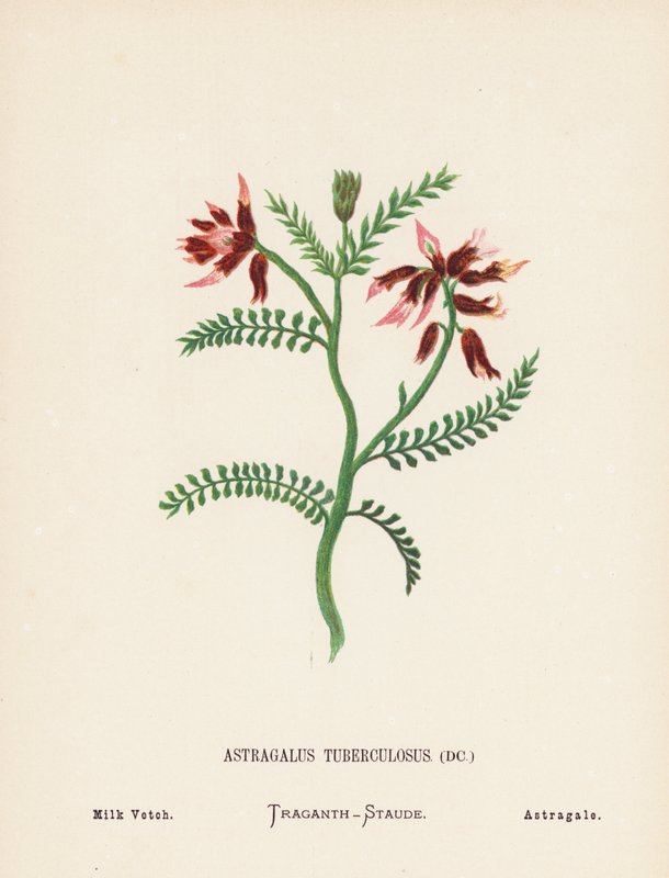 Vilde blomster i Det Hellige Land: Astragalus Tuberculosus; Mælkevikke (koloreret stik) af Hannah Zeller