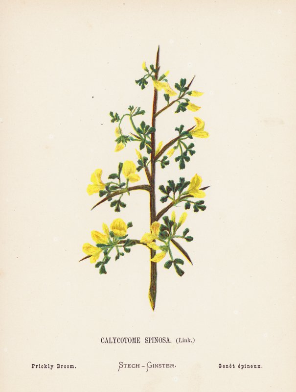 Vilde blomster i det hellige land: Calycotome Spinosa, Link; Stikkende gyvel (koloreret stik) af Hannah Zeller