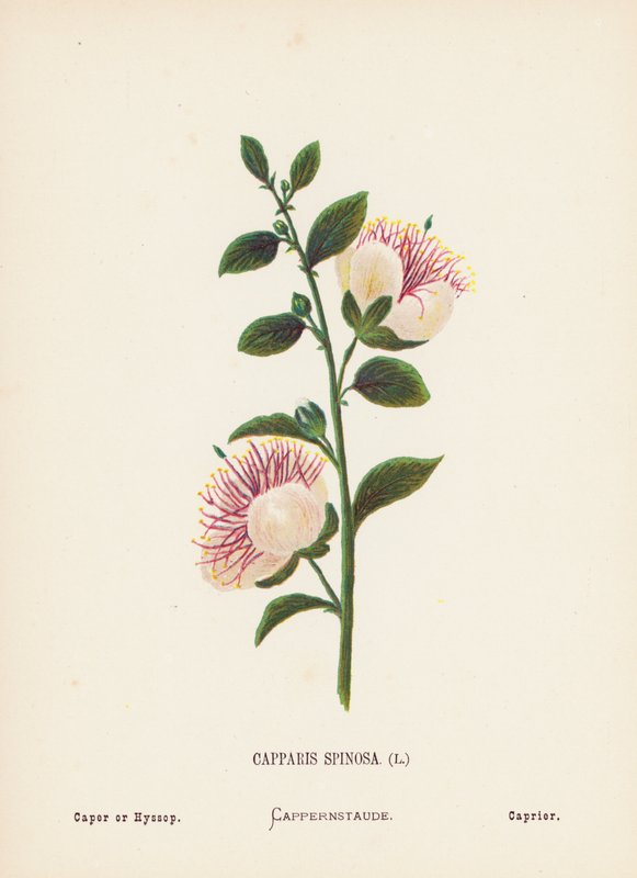 Vilde blomster i det hellige land: Capparis Spinosa; kapers eller isop (farvet stik) af Hannah Zeller