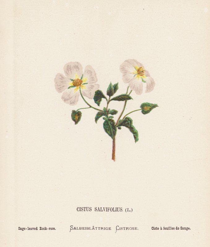 Vilde blomster i det hellige land: Cistus Salvifolius; salviebladet rosenrod (farvelagt kobberstik) af Hannah Zeller