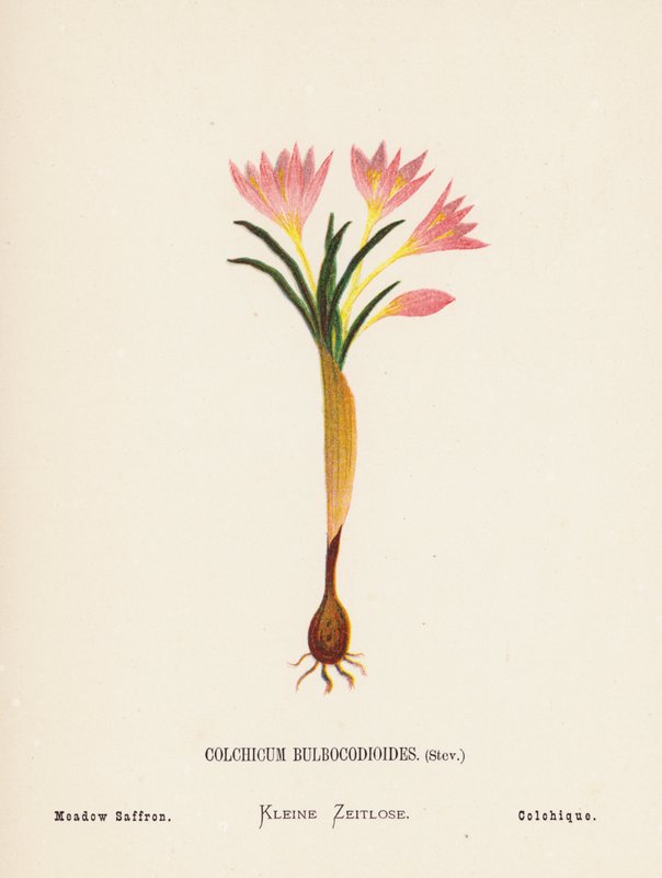 Vilde blomster i det hellige land: Colchicum Bulbocodioides, Stev; Engsafran (farvelagt kobberstik) af Hannah Zeller