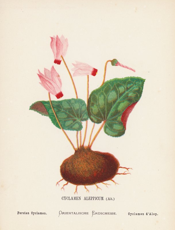 Vilde blomster i det hellige land: Cyclamen Aleppicum, Ait; Persisk cyklamen (koloreret gravure) af Hannah Zeller
