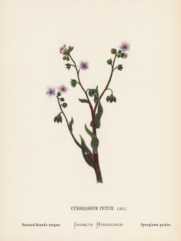 Vilde blomster i Det Hellige Land: Cynoglossum Pictum, Ait; Malet hundetunge (koloreret stik) af Hannah Zeller