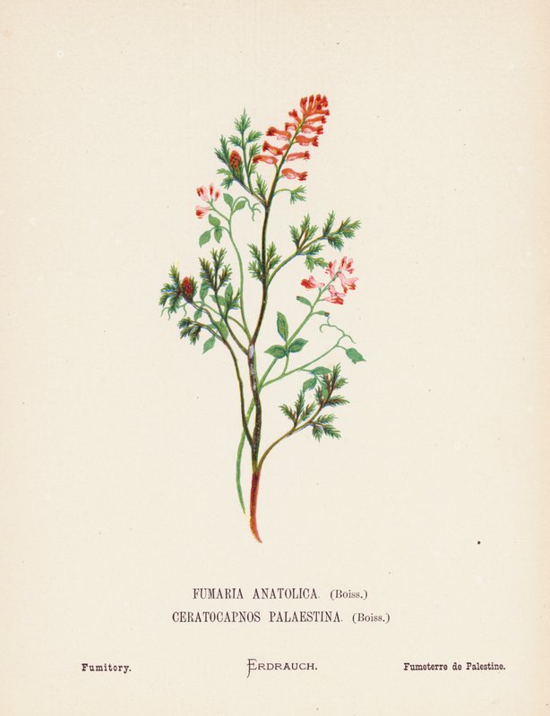 Vilde blomster i Det Hellige Land: Fumaria Anatolica, Boiss, Ceratocapnos Palaestina, Boiss; Fumitory (koloreret stik) af Hannah Zeller