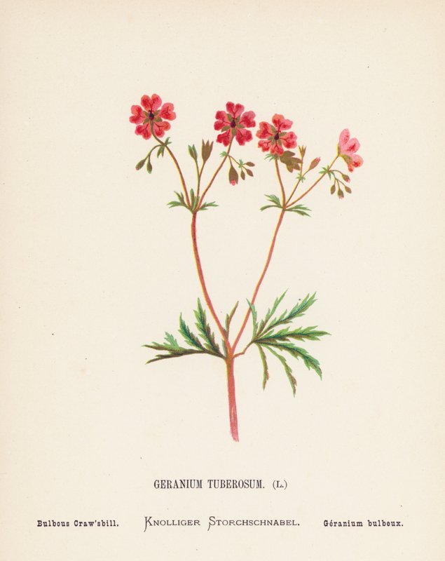 Vilde blomster i det hellige land: Geranium Tuberosum; Løvstikke (farvelagt kobberstik) af Hannah Zeller