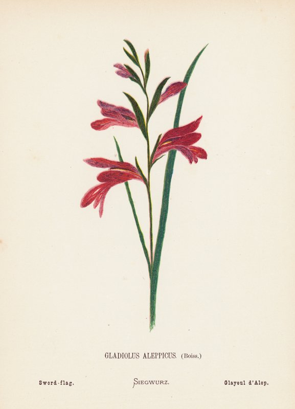 Vilde blomster i Det Hellige Land: Gladiolus Aleppicus, Boiss; Sværd-flag (koloreret stik) af Hannah Zeller