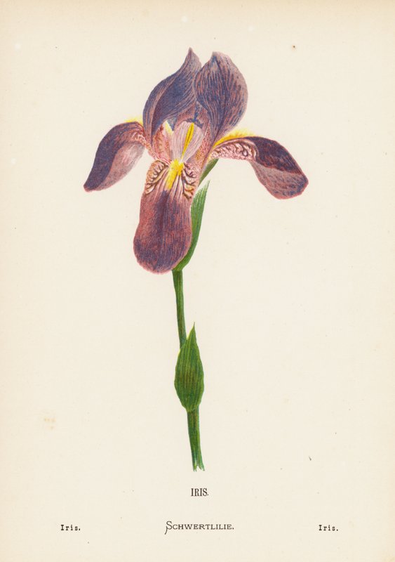 Vilde blomster i Det Hellige Land: Iris; Iris (koloreret stik) af Hannah Zeller
