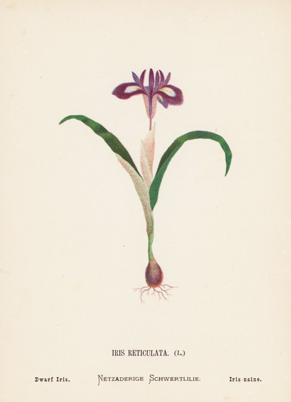 Vilde blomster i Det Hellige Land: Iris Reticulata; Dværgiris (koloreret gravure) af Hannah Zeller