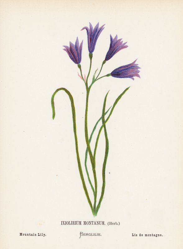Vilde blomster i det hellige land: Ixiolirium Montanum, urt; bjerglilje (koloreret stik) af Hannah Zeller