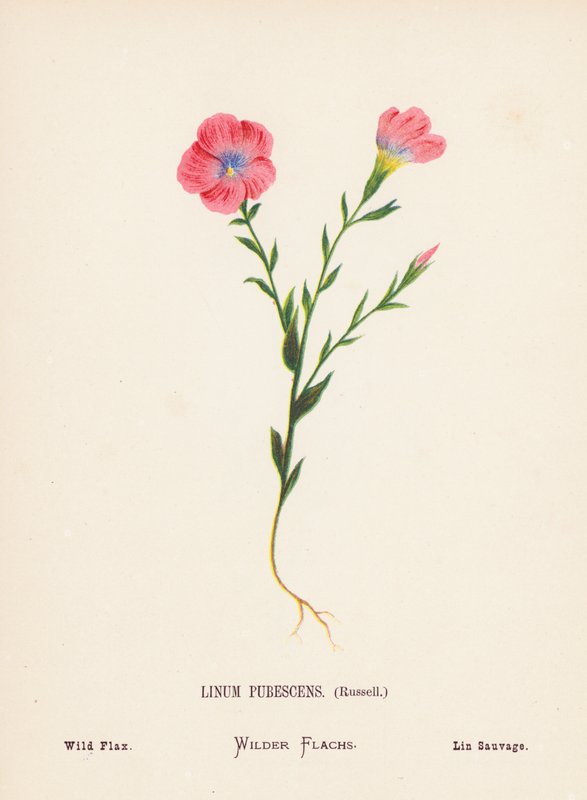 Vilde blomster i det hellige land: Linum Pubescens, Russell; Vild hør (koloreret stik) af Hannah Zeller