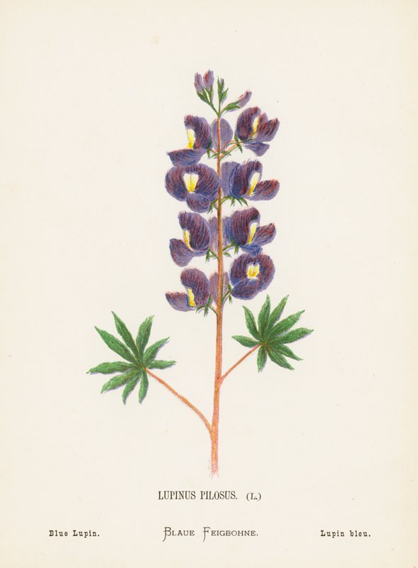 Vilde blomster i det hellige land: Lupinus Pilosus; Blå lupin (farvelagt kobberstik) af Hannah Zeller