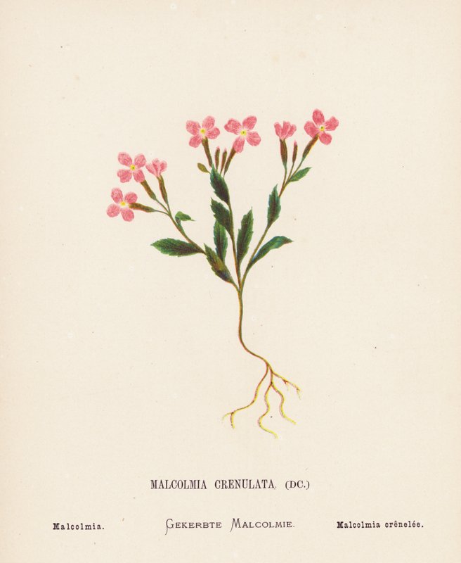 Vilde blomster i det hellige land: Malcolmia Crenulata; Malcolmia (farvelagt kobberstik) af Hannah Zeller