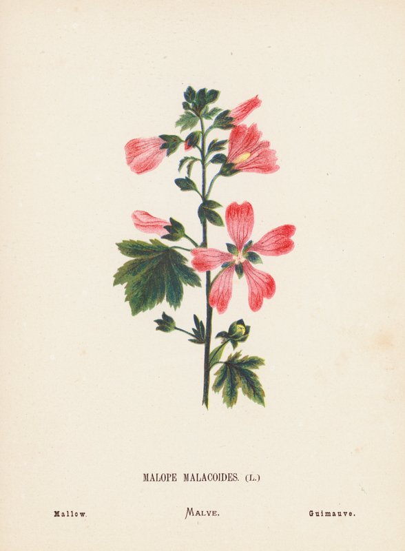 Vilde blomster i det hellige land: Malope Malacoides; Mallow (farvelagt kobberstik) af Hannah Zeller